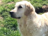 Ninon De La Lagune De Montdesir