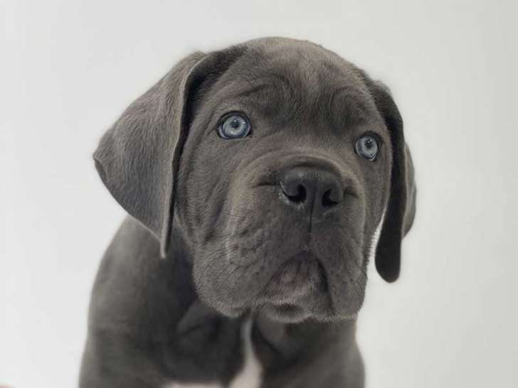 Clinique des Clausonnes