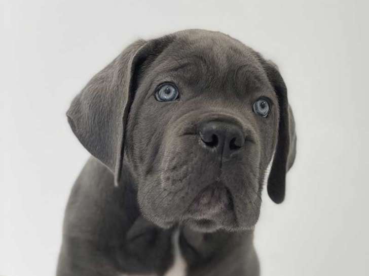 Clinique des Clausonnes