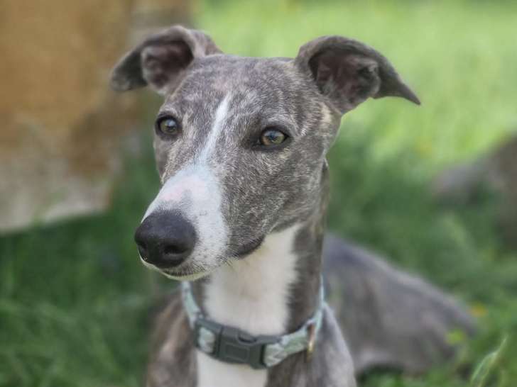 CaniD harmonie