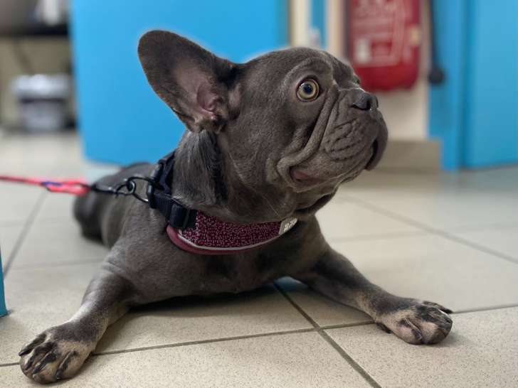 Clinique vétérinaire de Crussol