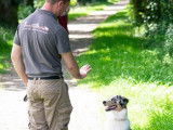 Education chien berger australien Finistère