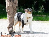 Eduquer son chien marche au pied berger australien