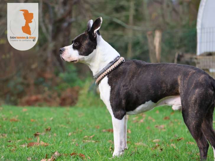 Entre Hommes et Chiens