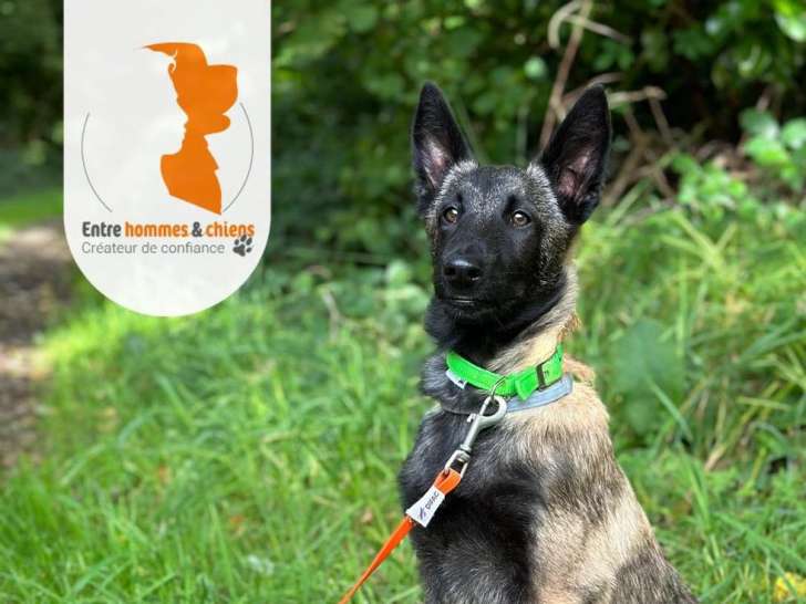 Entre Hommes et Chiens