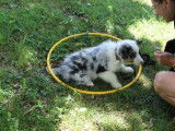 Equi'Libre Canin