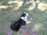 Equi'Libre Canin