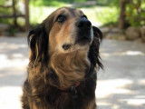 Equi'Libre Canin