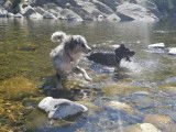 Equi'Libre Canin