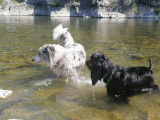 Equi'Libre Canin
