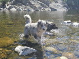 Equi'Libre Canin
