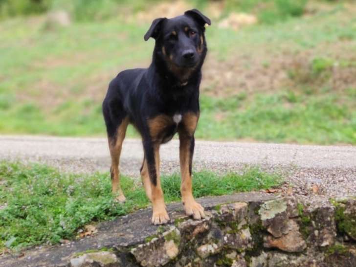 L'Orcanis