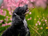 4Mydog