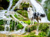 4Mydog