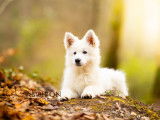 4Mydog