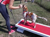 4Mydog