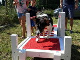 4Mydog