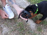 4Mydog