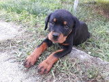 4Mydog