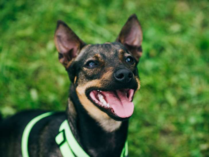 L'Expert du Chien