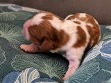 Upsy-Daisy née le 2 avril 2023