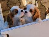 Chiots nés chez nous: Tila et Thalys
