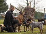 The Free Dog Club