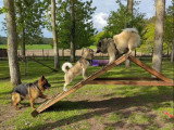 The Free Dog Club
