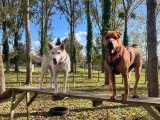 The Free Dog Club