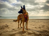 The Free Dog Club