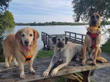 The Free Dog Club