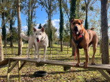 The Free Dog Club