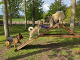 The Free Dog Club