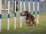 Chiens du Pays de Foix
