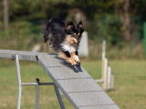 Chiens du Pays de Foix