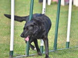 Chiens du Pays de Foix