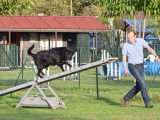 Chiens du Pays de Foix