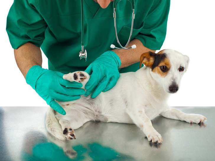 Clinique vétérinaire du Vaudois