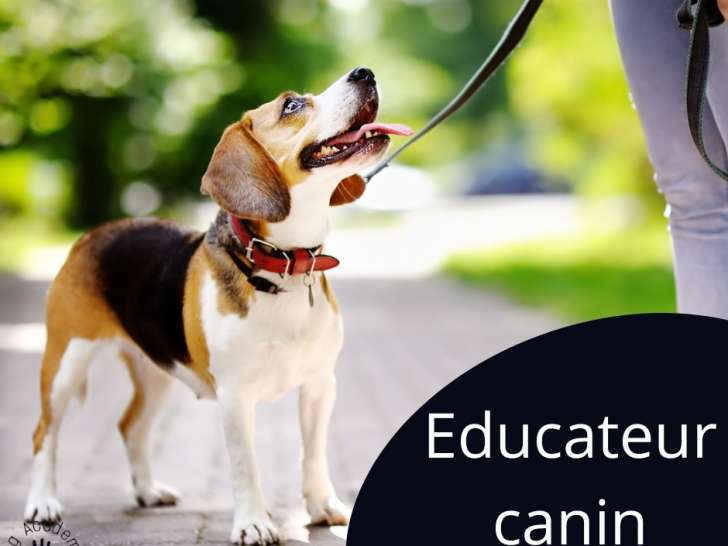 Dog Academia Cévennes – Educateur et comportementaliste canin à Alès et ses alentours