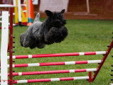 Kerry Blue Terrier Club of Canada