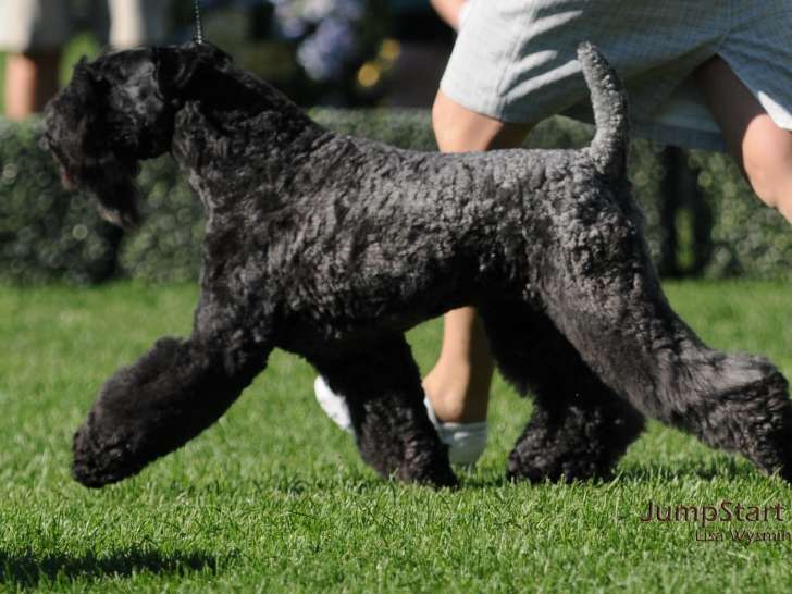 Kerry Blue Terrier Club of Canada