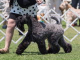 Kerry Blue Terrier Club of Canada