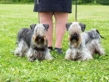 Kerry Blue Terrier Club of Canada