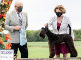 Kerry Blue Terrier Club of Canada