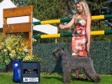 Kerry Blue Terrier Club of Canada