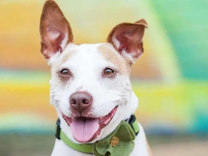 Complexe Canin des 2 Lacs