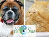 Vet&Sens