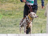 Dalmatien lof en compétition canicross