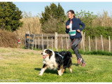 Chien berger australien lof compétition canicross