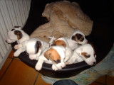 Tous les amis des Jack Russel